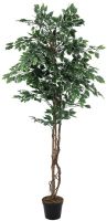 Variegated Ficus, 180cm