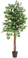 Ficus tree multi-trunk, 150cm