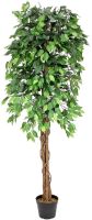 Ficus tree multi-trunk, 180cm