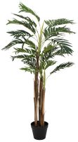 Arecapalm, 110cm