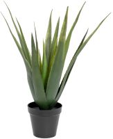 Aloe ferox bush, 60cm