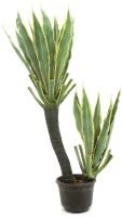 Orchid-cactus, 160cm