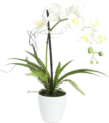 wei grne zimmerpflanze Grnlilie Chlorophytum Wei  12cm pflegeleichte Zimmerpflanze