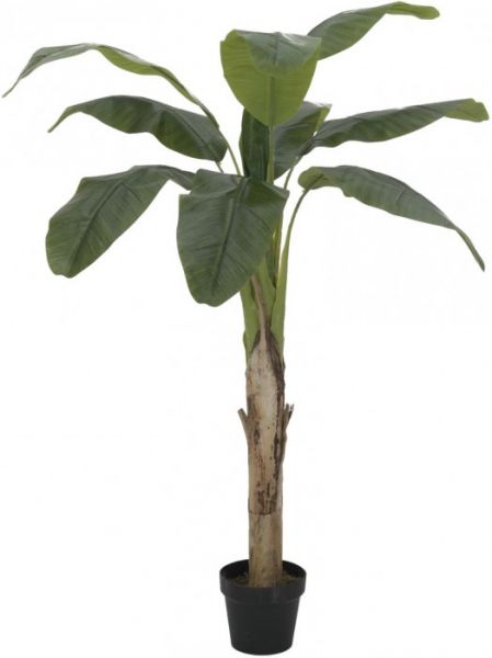 EUROPALMS Bananenbaum, 145cm