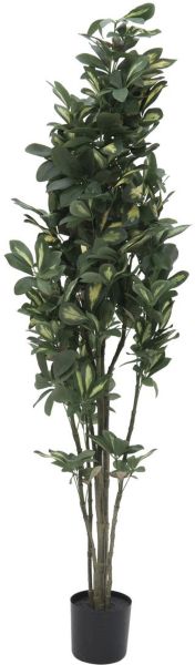 EUROPALMS Schefflera, 120cm