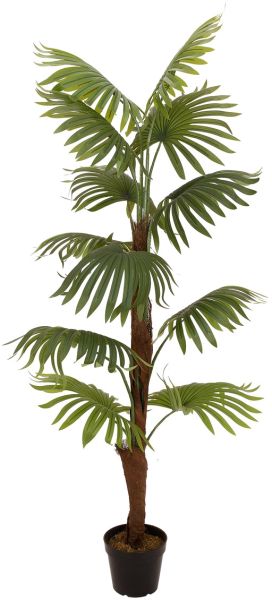 EUROPALMS Fächerpalme, Kunstpflanze, 155cm