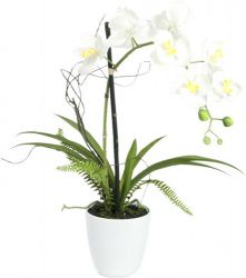 Pflanzenarrangements