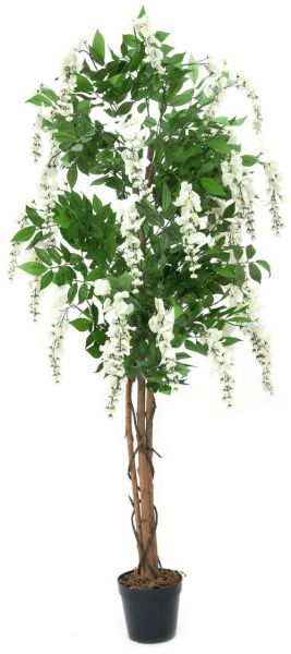 EUROPALMS Goldregenbaum, weiß, 150cm