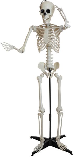 EUROPALMS Halloween Skelett, stehend, 150 cm