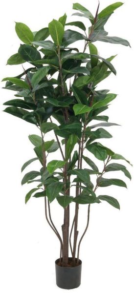 EUROPALMS Gummibaum, 150cm