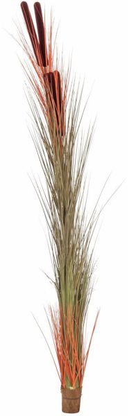 EUROPALMS Schilfgras mit Kolben, hellbraun, 152cm