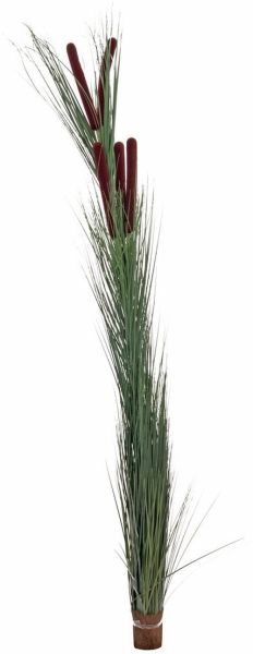 EUROPALMS Schilfgras mit Kolben, dunkelgrün, 152cm