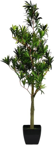 EUROPALMS Steineibe, 90cm
