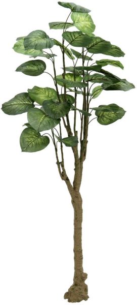 EUROPALMS Pothosbaum, 175cm
