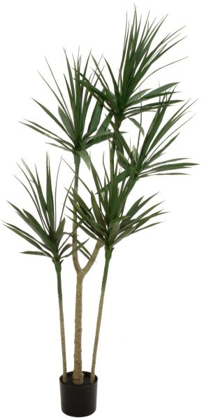 EUROPALMS Dracena, Kunstpflanze, grün, 170cm