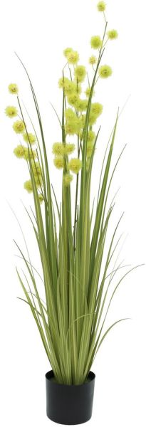 EUROPALMS Pompongras, 122cm