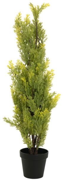 EUROPALMS Zypresse, Leyland, 90cm