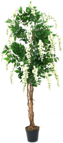 EUROPALMS Goldregenbaum, weiß, 180cm