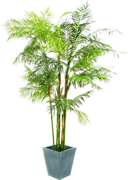EUROPALMS Cycasrohrpalme, 280cm