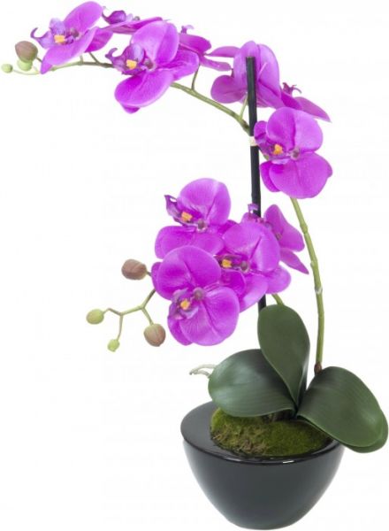 EUROPALMS Orchideen-Arrangement 4
